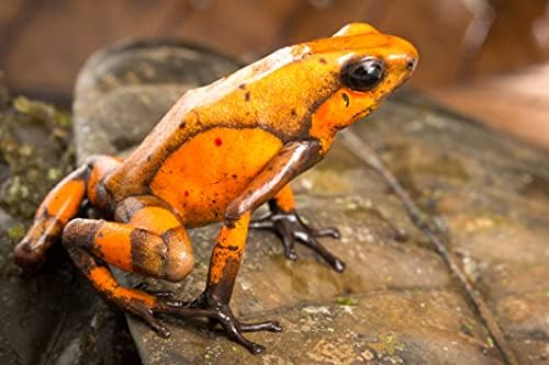 Sjajni vodeni terarijski žaba litter 50 2 ”Mini Catappa Listovi pruža utočište, povećava mikrofanu i regulira vlagu, promiče