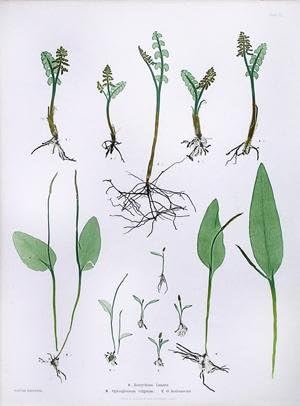 Botrychium Lunaria; Ophioglossum vulgatum; O. lustianicum, Pl. LI