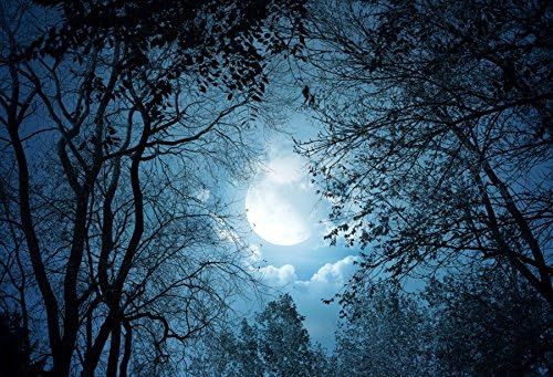 Pozadina od 20 do 10 stopa s noćnim pogledom na šumu, noćno nebo, mjesec, mjesečina, drvo, fotografije, pozadinske fotografije